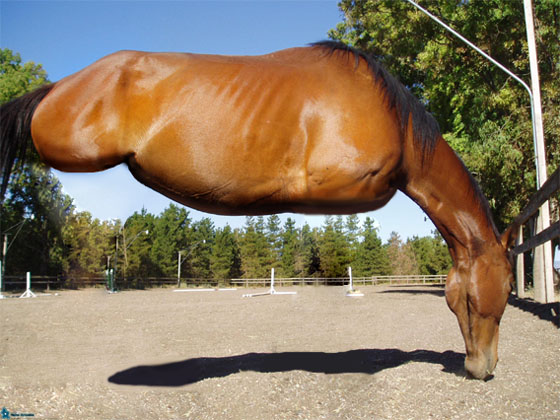 Legless Horse