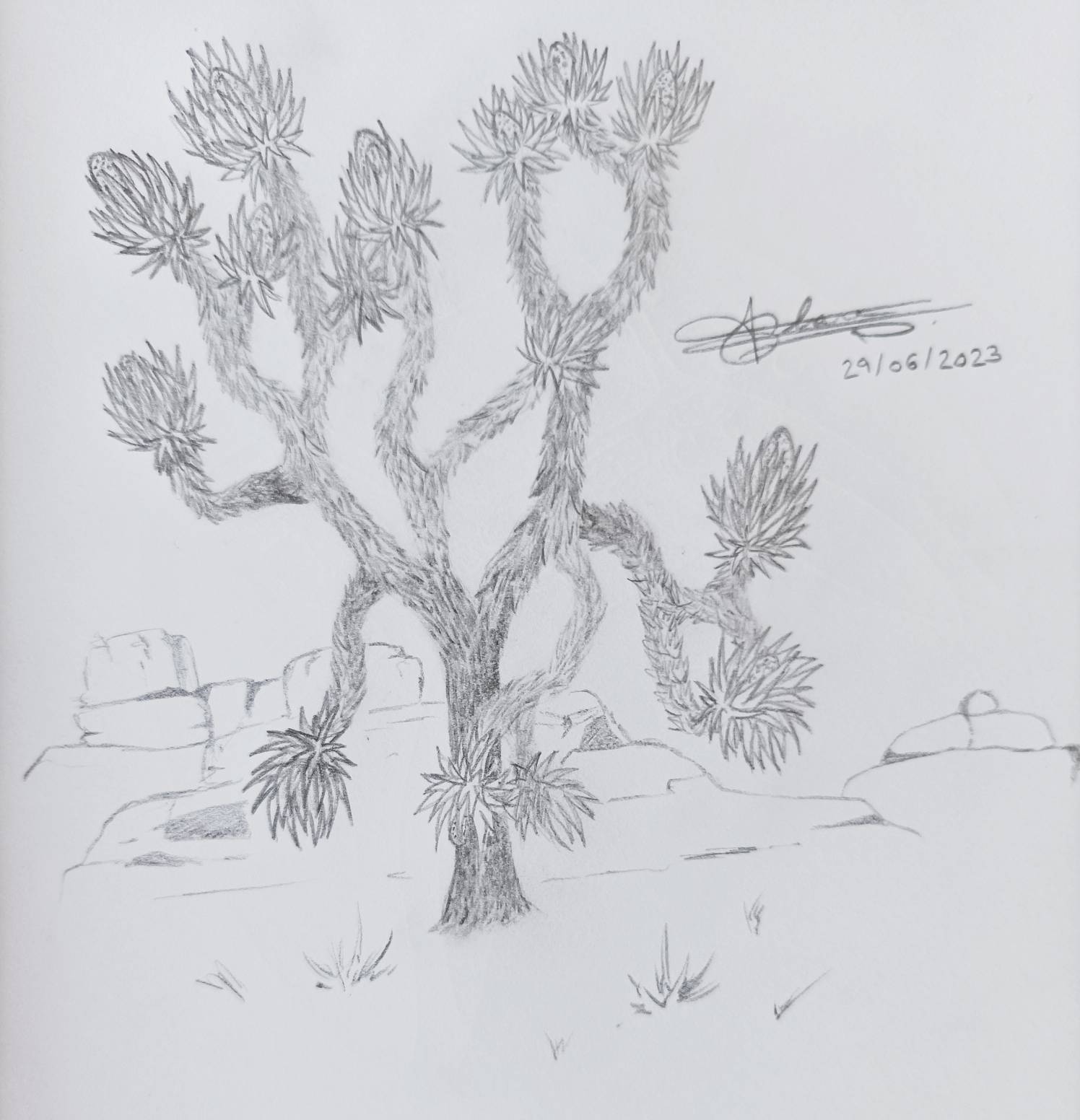 Joshua tree pencil drawing by Elikharyo on DeviantArt