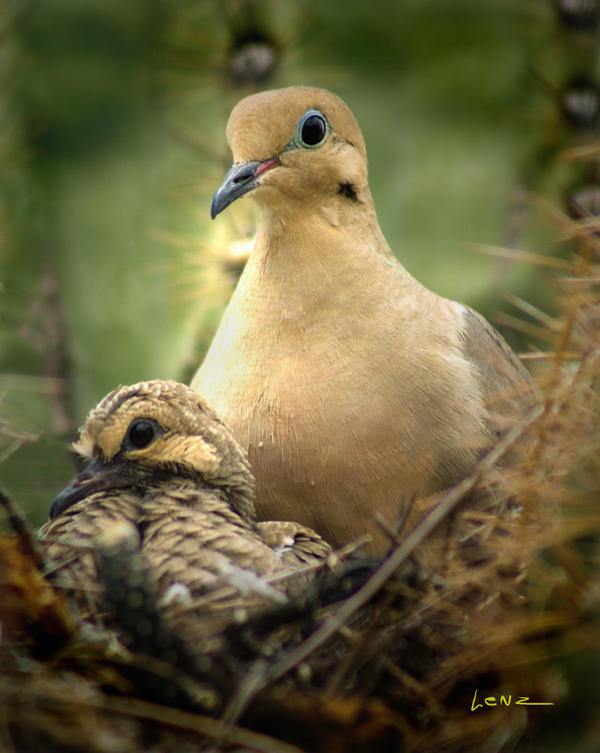 Nesting