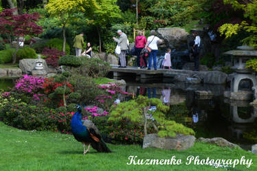 Holland Park Peacock