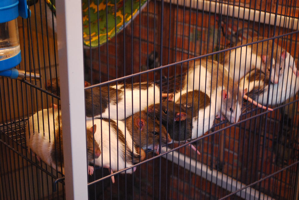 How many rats ? 2