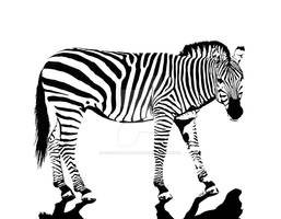 Zebra