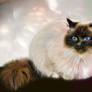 Ragdoll 04012020