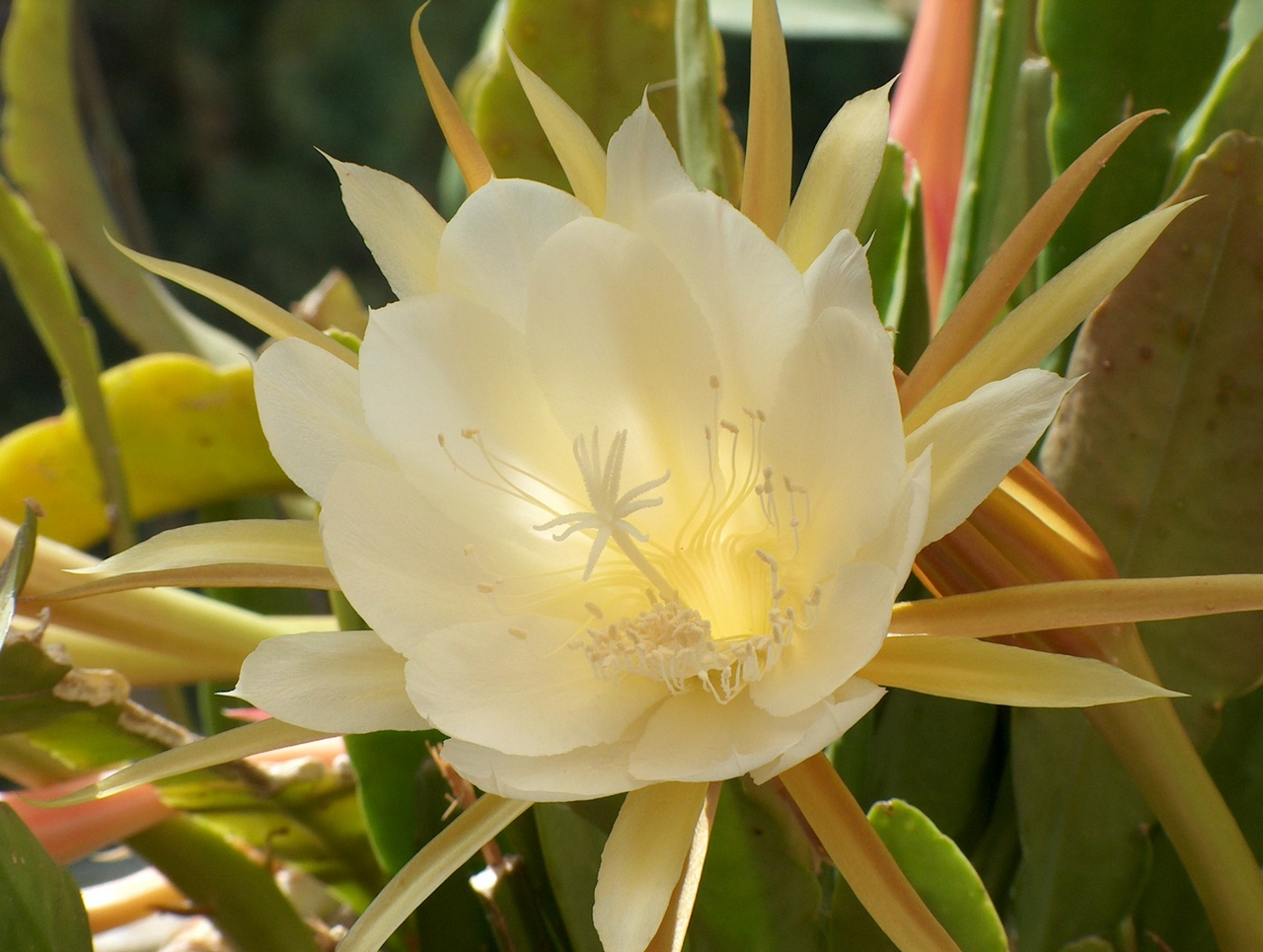 Cactus in flower