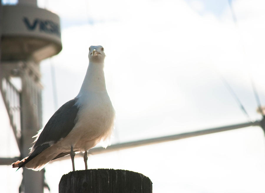 Proud Seagull