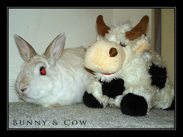 Cow Plus Rabbit Bunny and Cow by PacketSpyke on DeviantArt