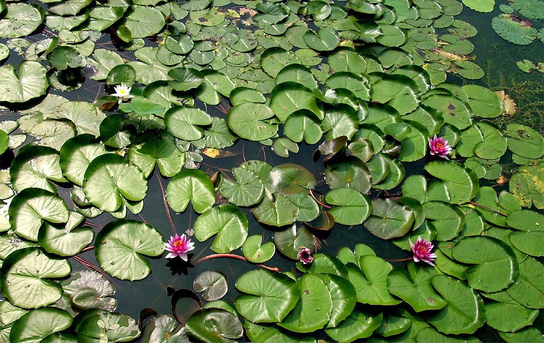 Waterlilies III