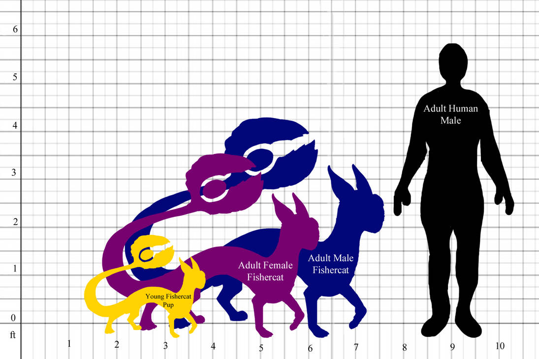 Fishercat Size Comparison Chart By Oceanicfishercats On DeviantArt fishercat-size-comparison-chart-by-oceanicfishercats-on-deviantart