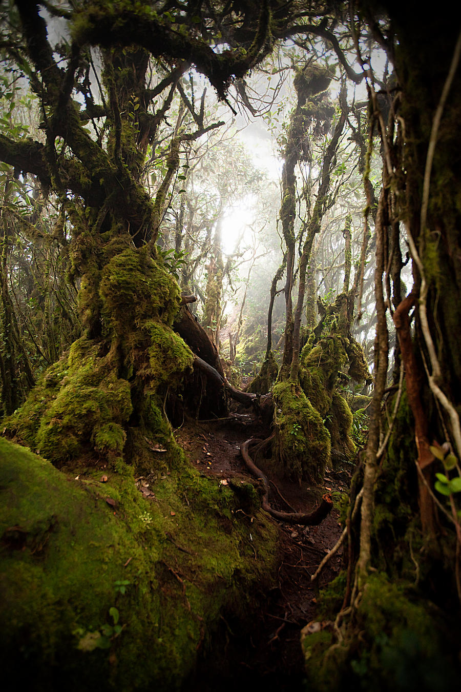 Mossy forest 6