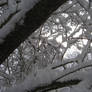 Winterful Tangle