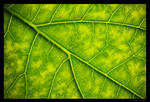 Veins 2 by Sytrus