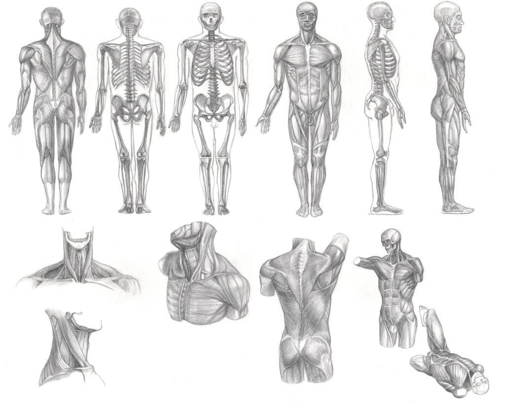 Body Study by Vall19 on DeviantArt