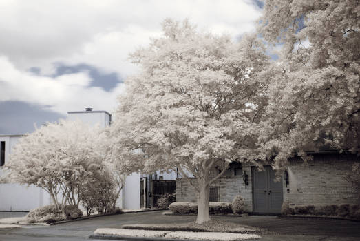 white tree