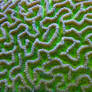 Brain Coral