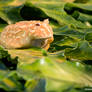 albino Ornate Horned Frog