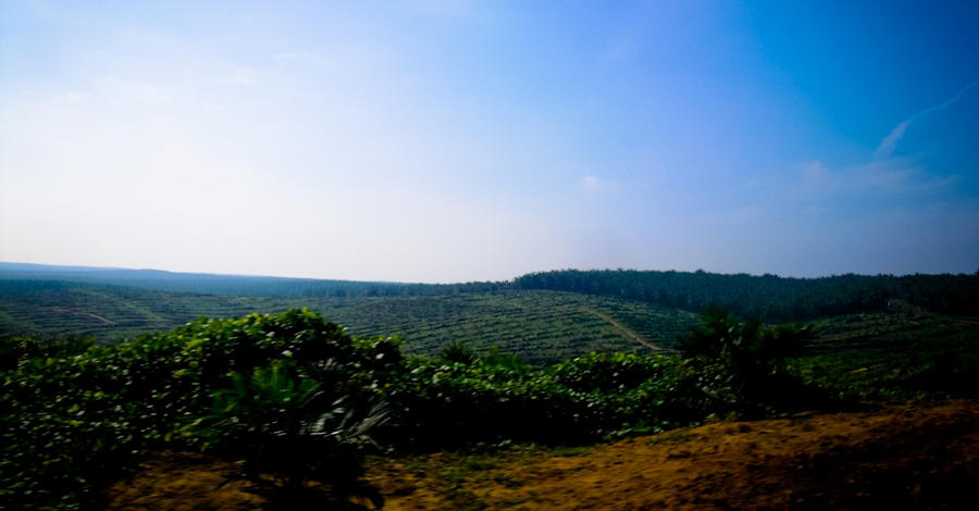 LADANG SAWIT