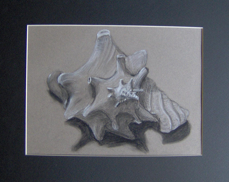 Conch Shell by Starsister12 on DeviantArt