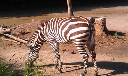 Zebra