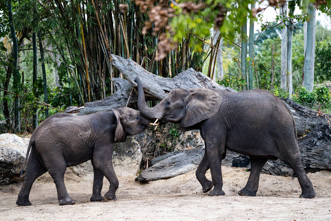 Rage the Elephant by Stormhaven on DeviantArt