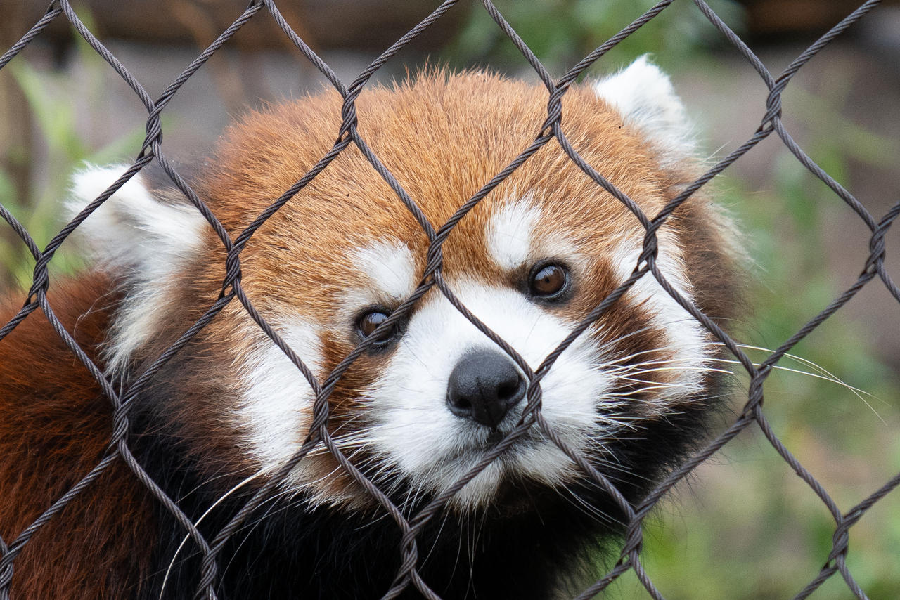 Sad (Red) Panda Face by Stormhaven on DeviantArt