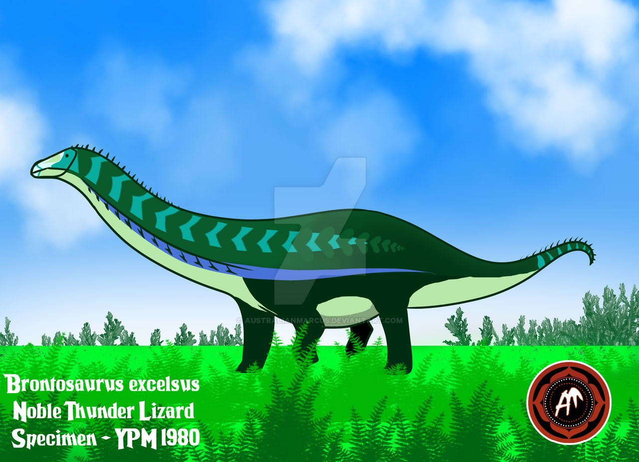 Deviant Brontosaurus Brontosaurus excelsus by AustralianMarcus on DeviantArt
