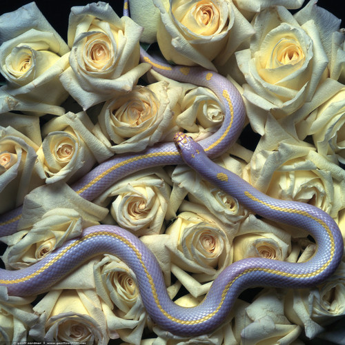 Roses and Snakes