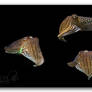 Cuttlefish Group