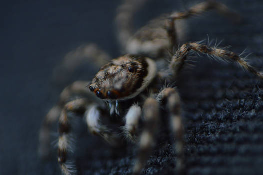 Jumping Spider