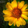 yellow flower