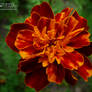 Calendula officinalis