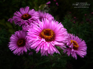 Pink flowers