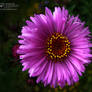 Pink flower