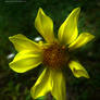 I'm yellow...