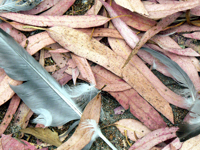 Feathers in the Brush