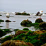 Beach Birds