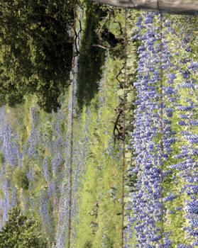 Hwy 71 Wildflowers III