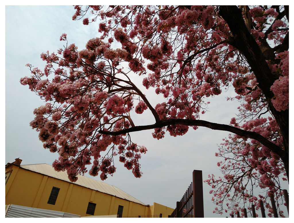 Impek Rosa Ipe Rosa 2 by Mitchmhm on DeviantArt