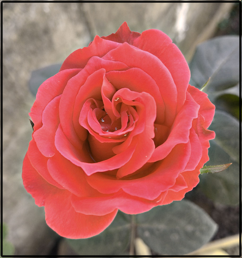 Rosa 2 by Mitchmhm on DeviantArt