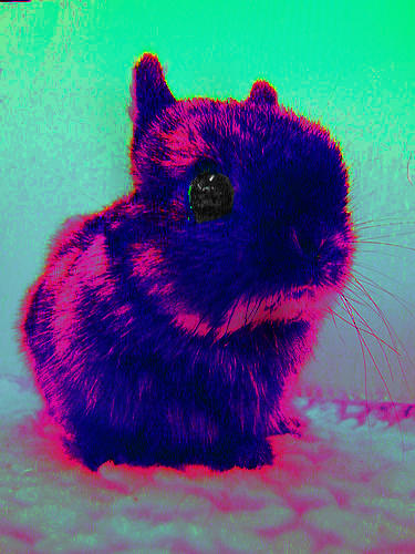 Bunny xD by Pocketcoffee on DeviantArt