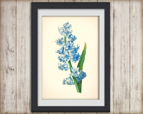 Digital Botanical Print - botanical poster -