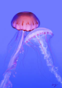 Jellyfish