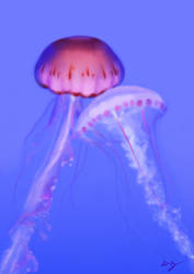 Jellyfish