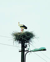 Family of storks