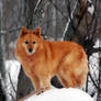 Finnish Spitz