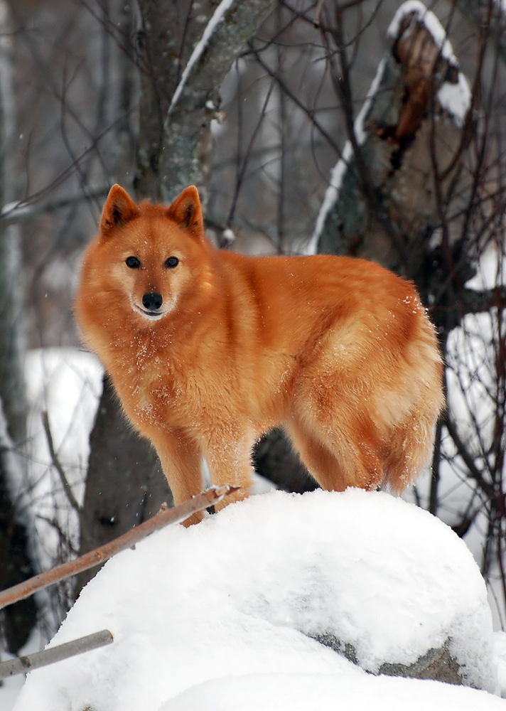 Finnish Spitz