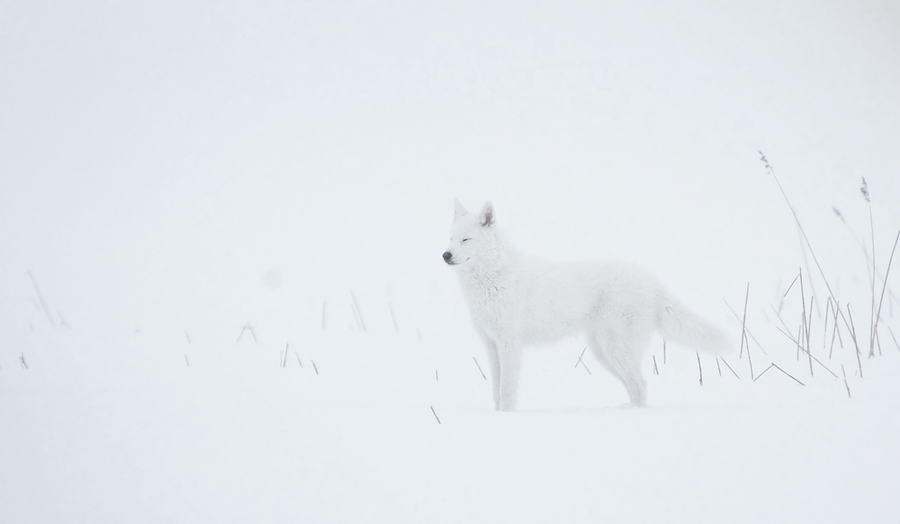 Snowstorm