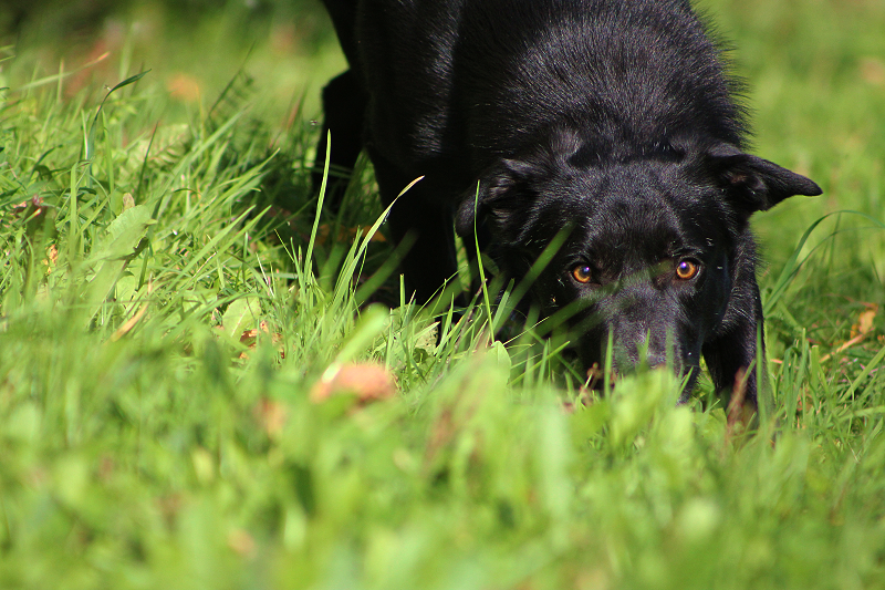 Herding instinct