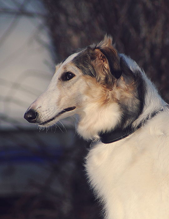 Borzoi profile II