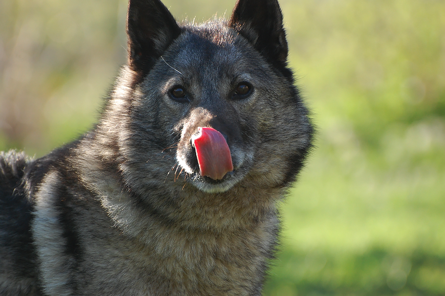 Elkhound I