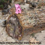 Pinkie Pie visits Escalante Petrified Forest